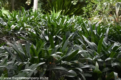 Clivia miniata grandiflora plants.