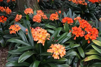 Orange flowers on a lush Clivia miniata grandiflora plant.