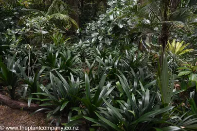 Clivia miniata grandiflora plants growing in a shaded garden.