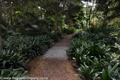 Clivia miniata grandiflora plants bordering a shaded path.