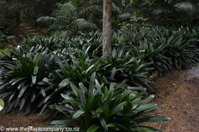 Lush Clivia miniata grandiflora plants growing around a tree.