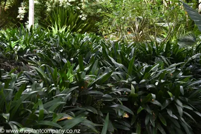 Clivia miniata grandiflora plants in a shaded garden.