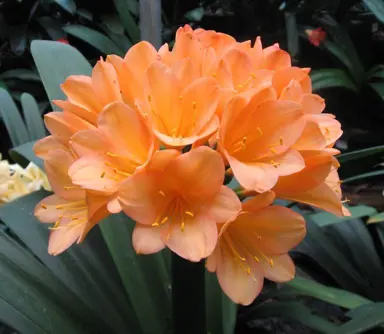 clivia-peach-