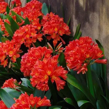 clivia-red-