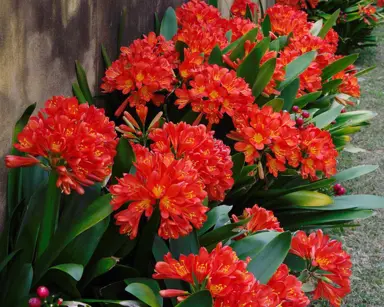 clivia-red-1