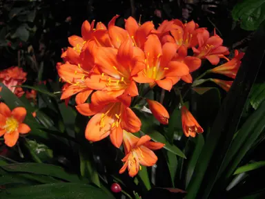 clivia-miniata-