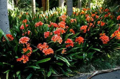 clivia-miniata-1