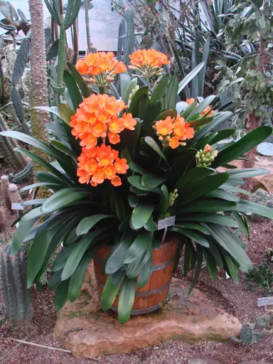 clivia-miniata-2