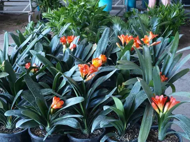 clivia-belgium-hybrid-