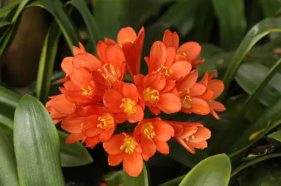 clivia-belgium-hybrid-1