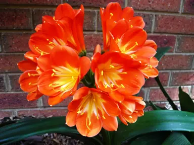 clivia-belgium-hybrid-2