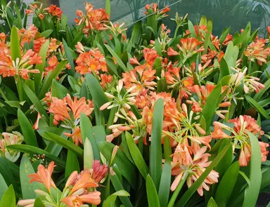 clivia-fireglow-