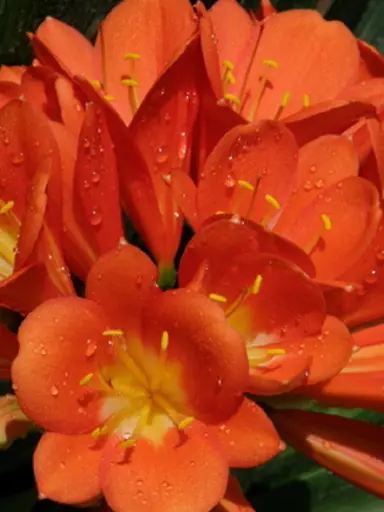 clivia-fireglow-1