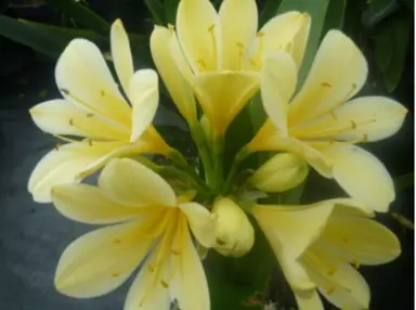 clivia-moonglow-1