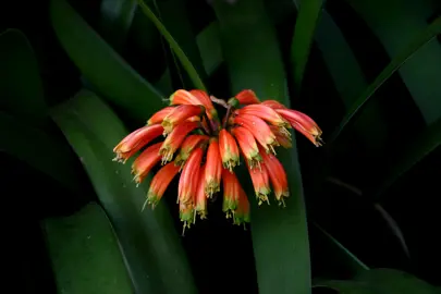 clivia-nobilis-