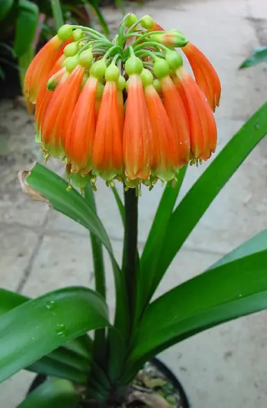 clivia-nobilis-2