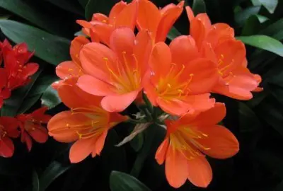 clivia-rainbow-hybrid-