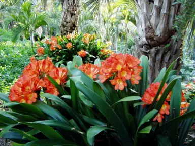 clivia-santa-barbara-1