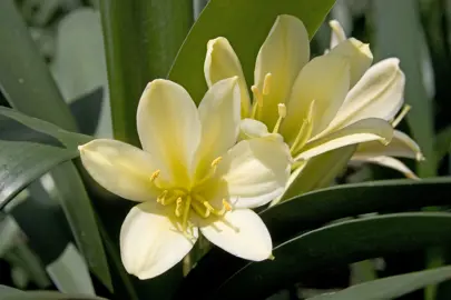 clivia-yellow-