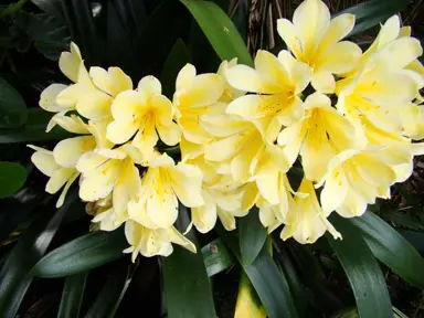 clivia-yellow-1