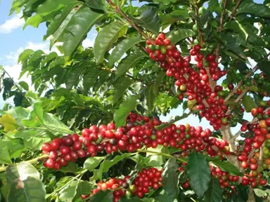 coffea-arabica--1