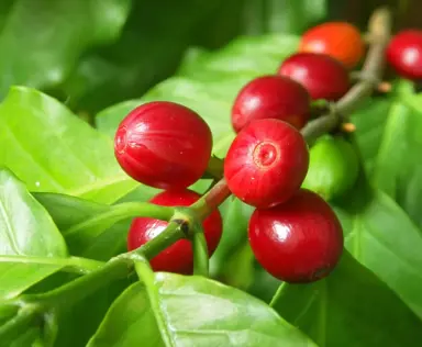 coffea-arabica--2