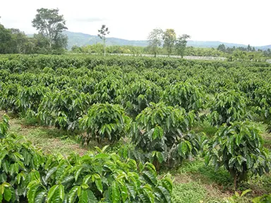 coffea-arabica-