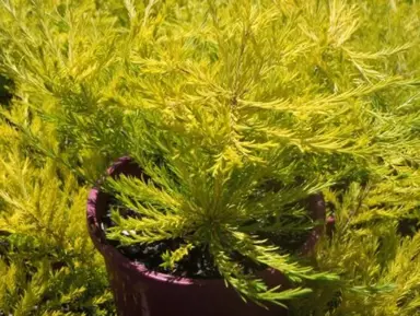 Coleonema aureum plants with yellow foliage.