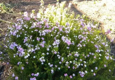 Coleonema pulchellum plant with pink flowers.