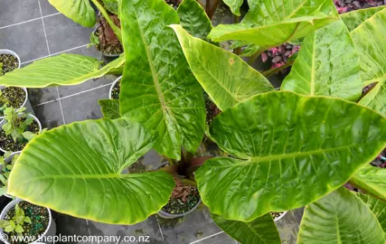 colocasia-esculenta--1