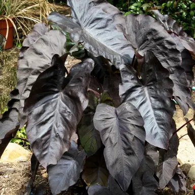 colocasia-black-coral-2