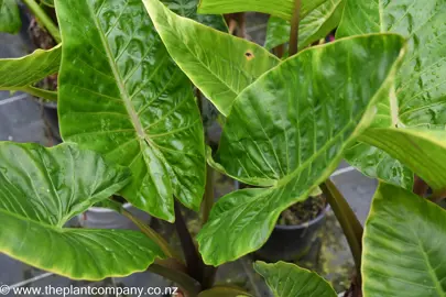 colocasia-esculenta-