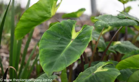 colocasia-white-lava--3