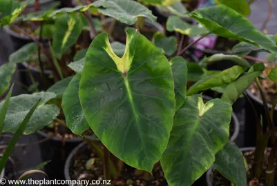 colocasia-white-lava--4