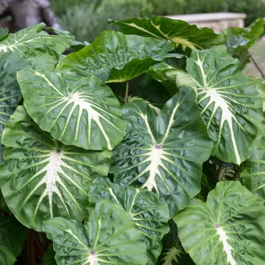 colocasia-white-lava--5