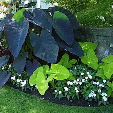 colocasia-black-magic-