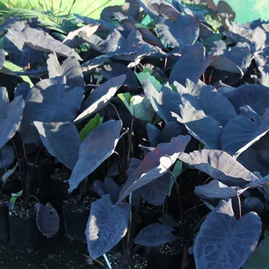 colocasia-black-magic-1