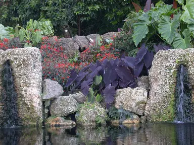 colocasia-black-magic-2