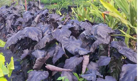 colocasia-black-magic-3