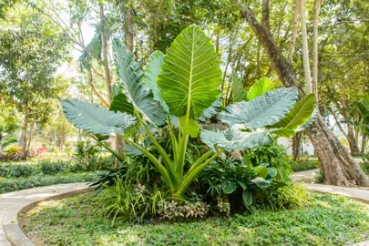 colocasia-gigantea-