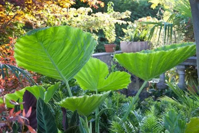 colocasia-gigantea-1