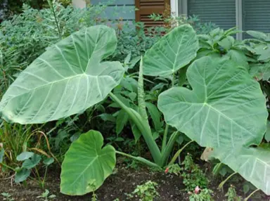 colocasia-gigantea-2