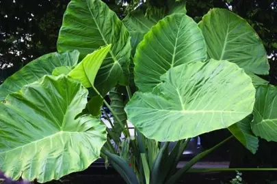 colocasia-gigantea-3