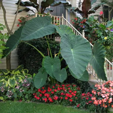 colocasia-gigantea-4