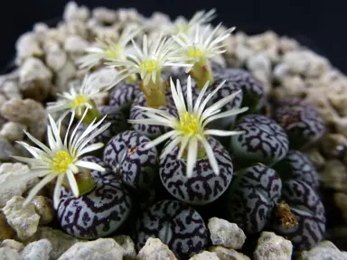 conophytum-minimum-wittebergense--1