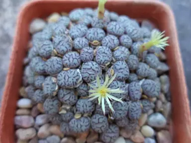 conophytum-minimum-wittebergense-