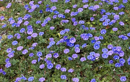 convolvulus-blue-lake-