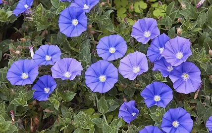 convolvulus-blue-lake-1