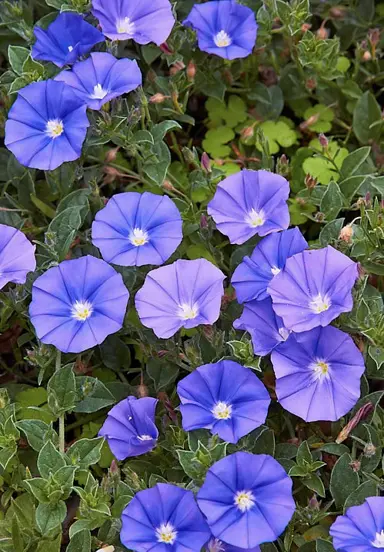 convolvulus-blue-lake-2