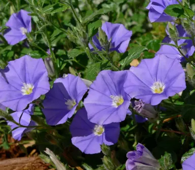 convolvulus-blue-lake-3